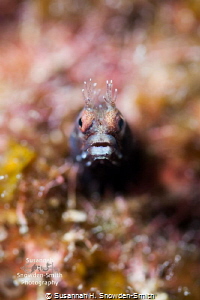 Adorable roughhead blenny!
I used f/2.8 to focus on just... by Susannah H. Snowden-Smith 